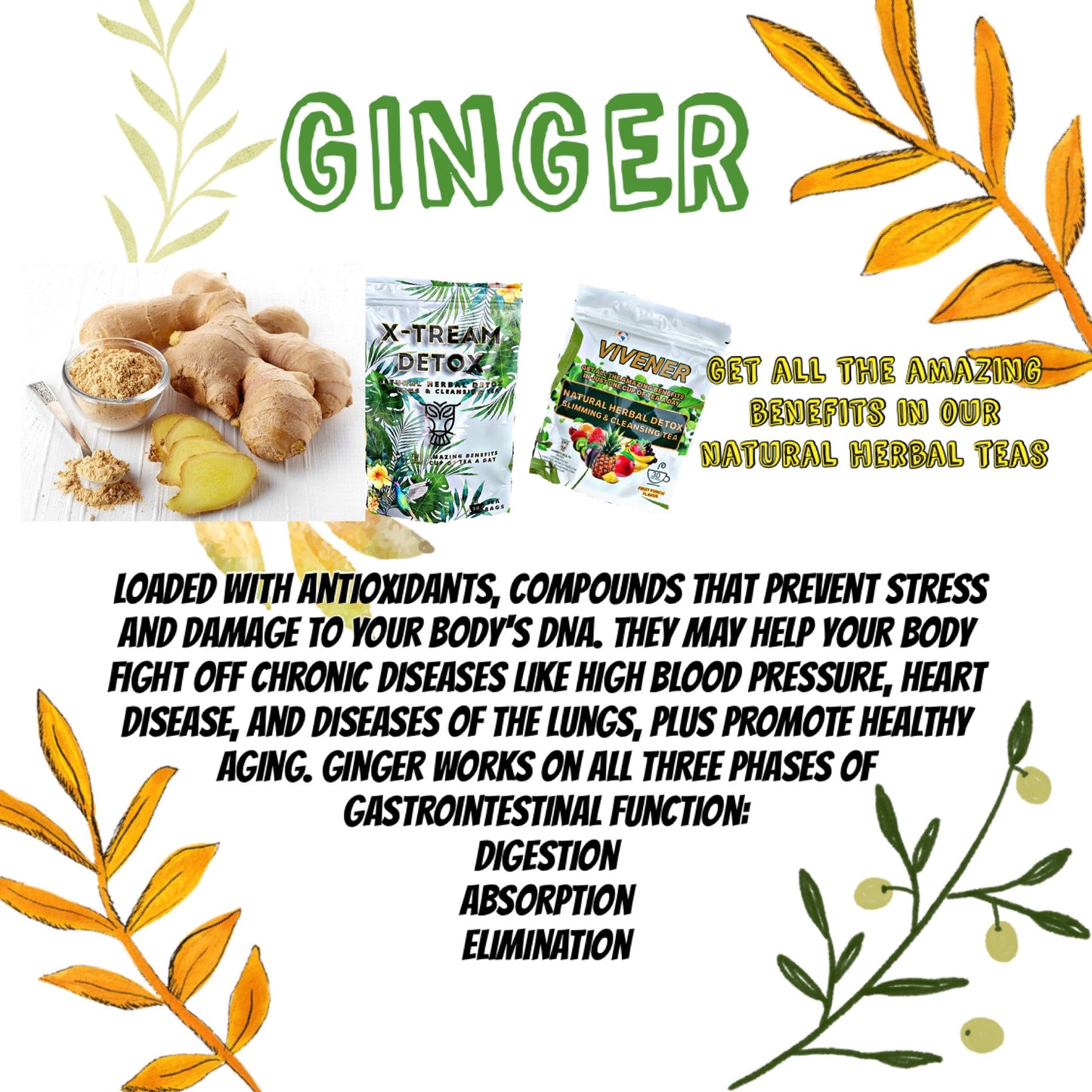 (SOFTER) VIVENER DETOX TEA with 30 baggies inside (FOR SENSITIVE STOMACH) SOFTER VERSION 🌱with extra ginger and ginger aftertaste ✅FOR MORE IMMUNE SUPPORT BOOST (GINGER SHOT WITH BETTER FLAVOR IN TEA✅)